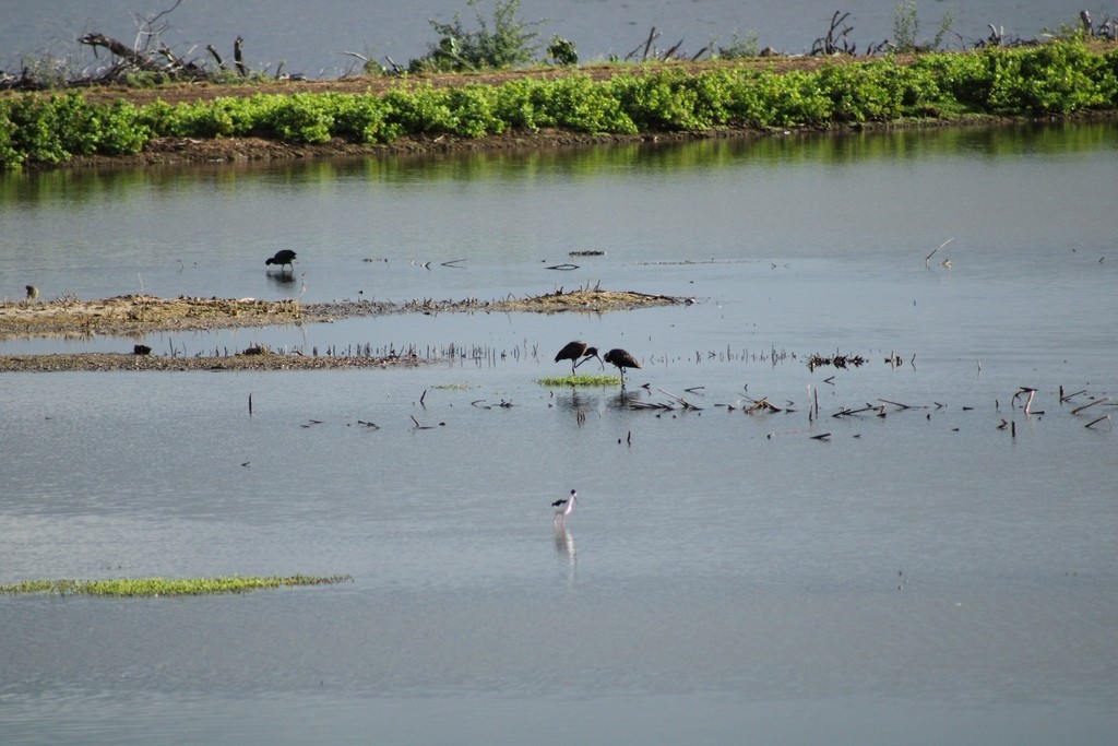 Beltzaran musuzuria - ML645826543