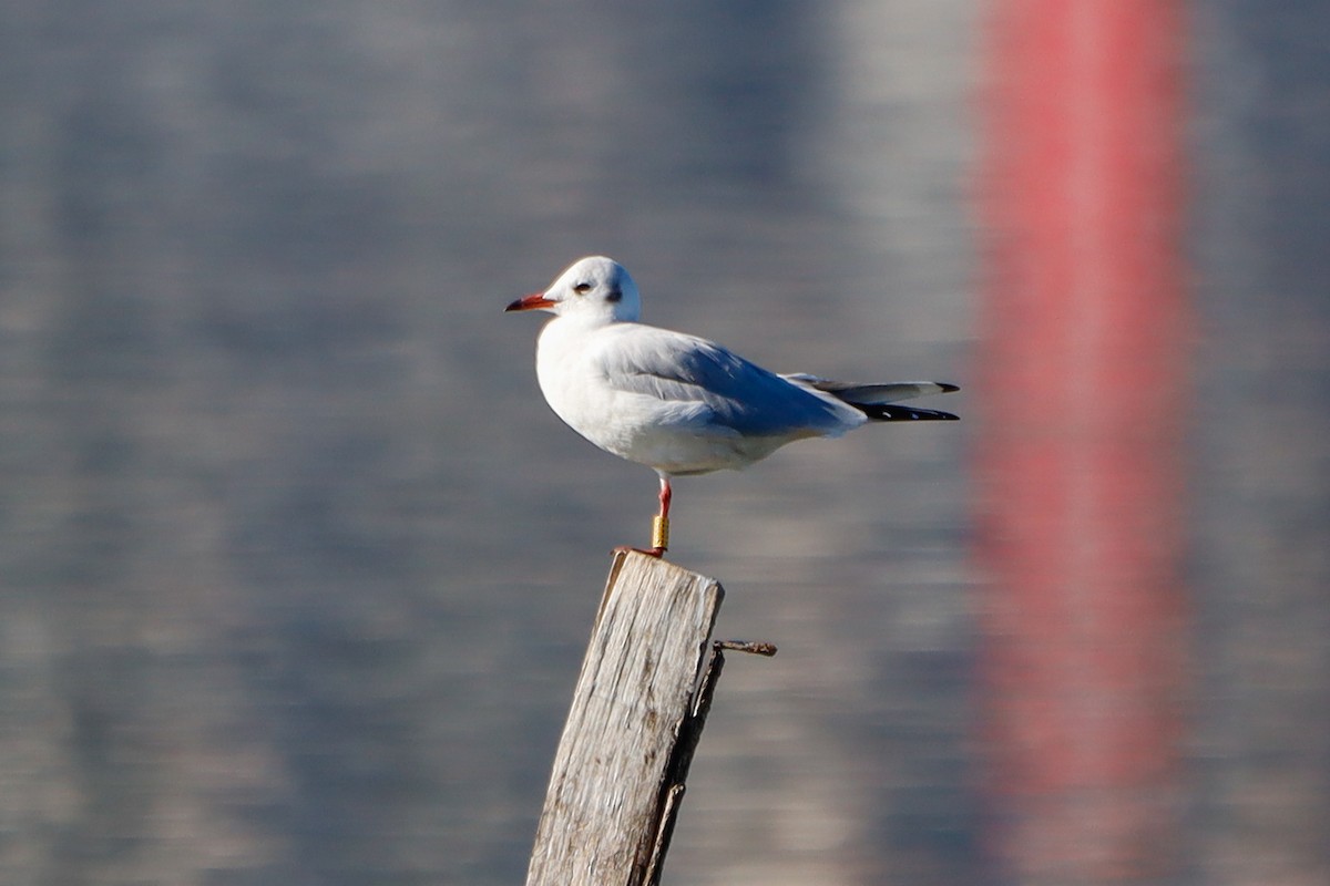 Black-headed Gull - ML645826544