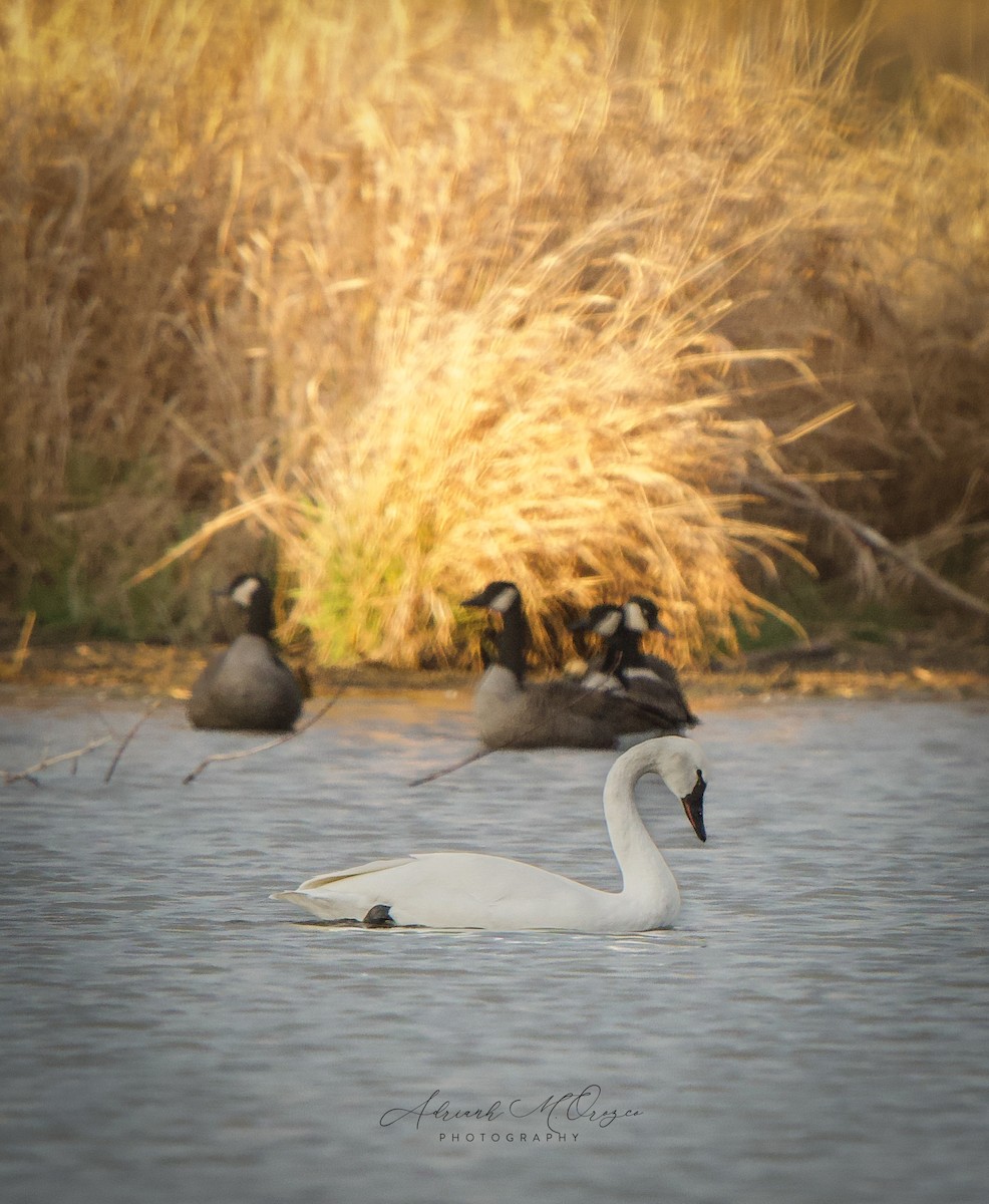 小天鵝 - ML645826548