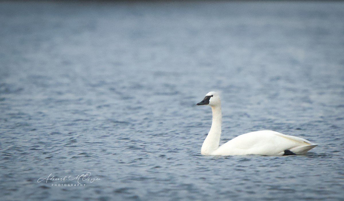 小天鵝 - ML645826549