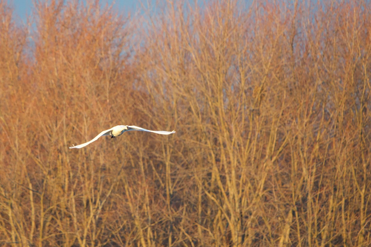 小天鵝 - ML645826550