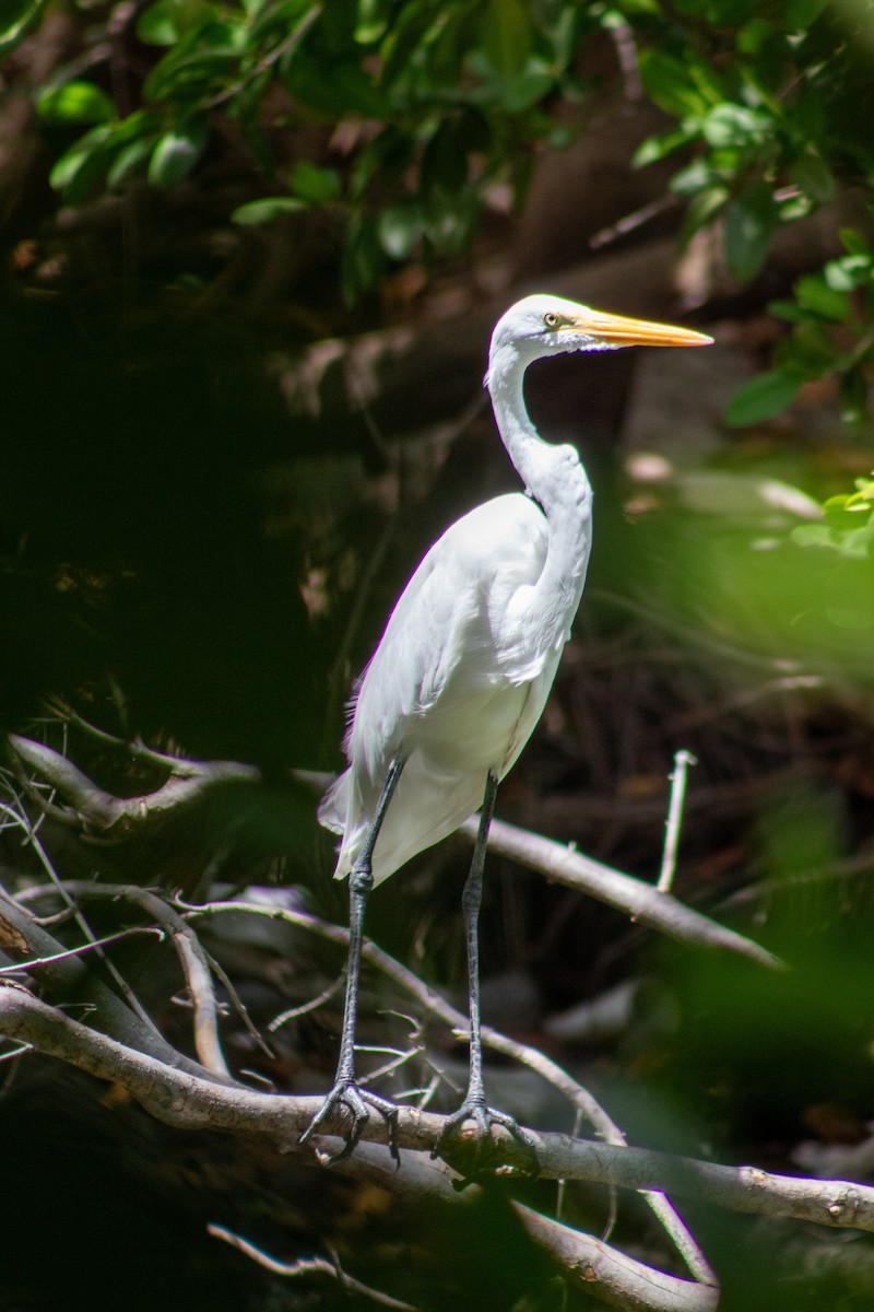 Great Egret - ML645826556