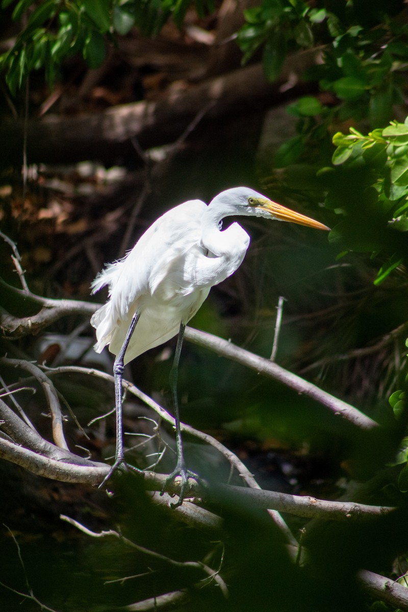 Great Egret - ML645826557
