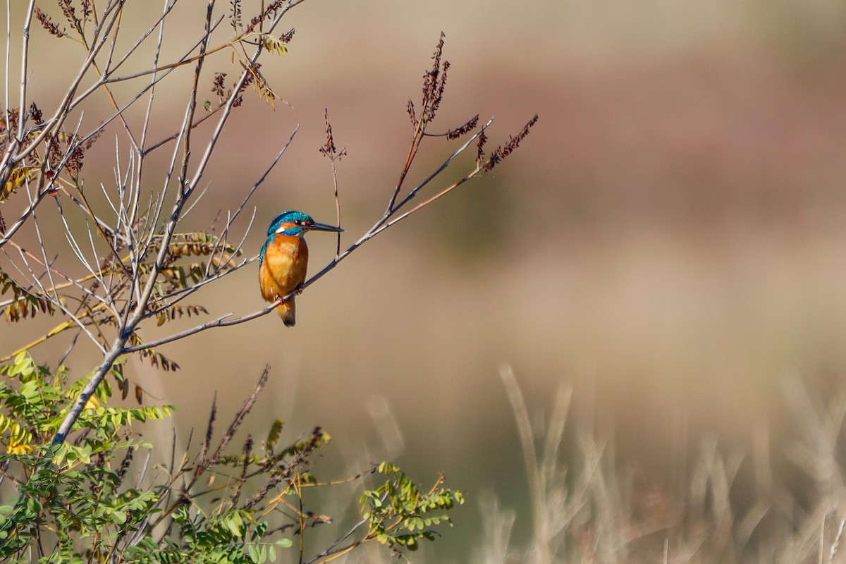 Common Kingfisher - ML645826559