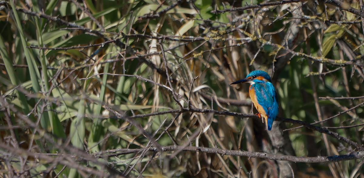 Common Kingfisher - ML645826560