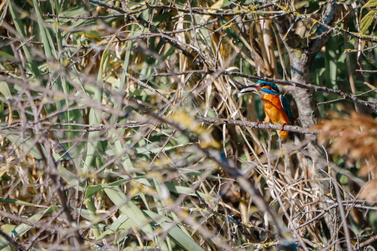 Common Kingfisher - ML645826561