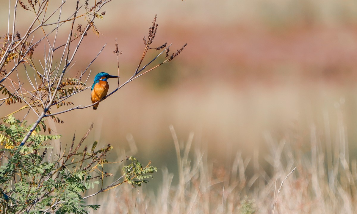 Common Kingfisher - ML645826562