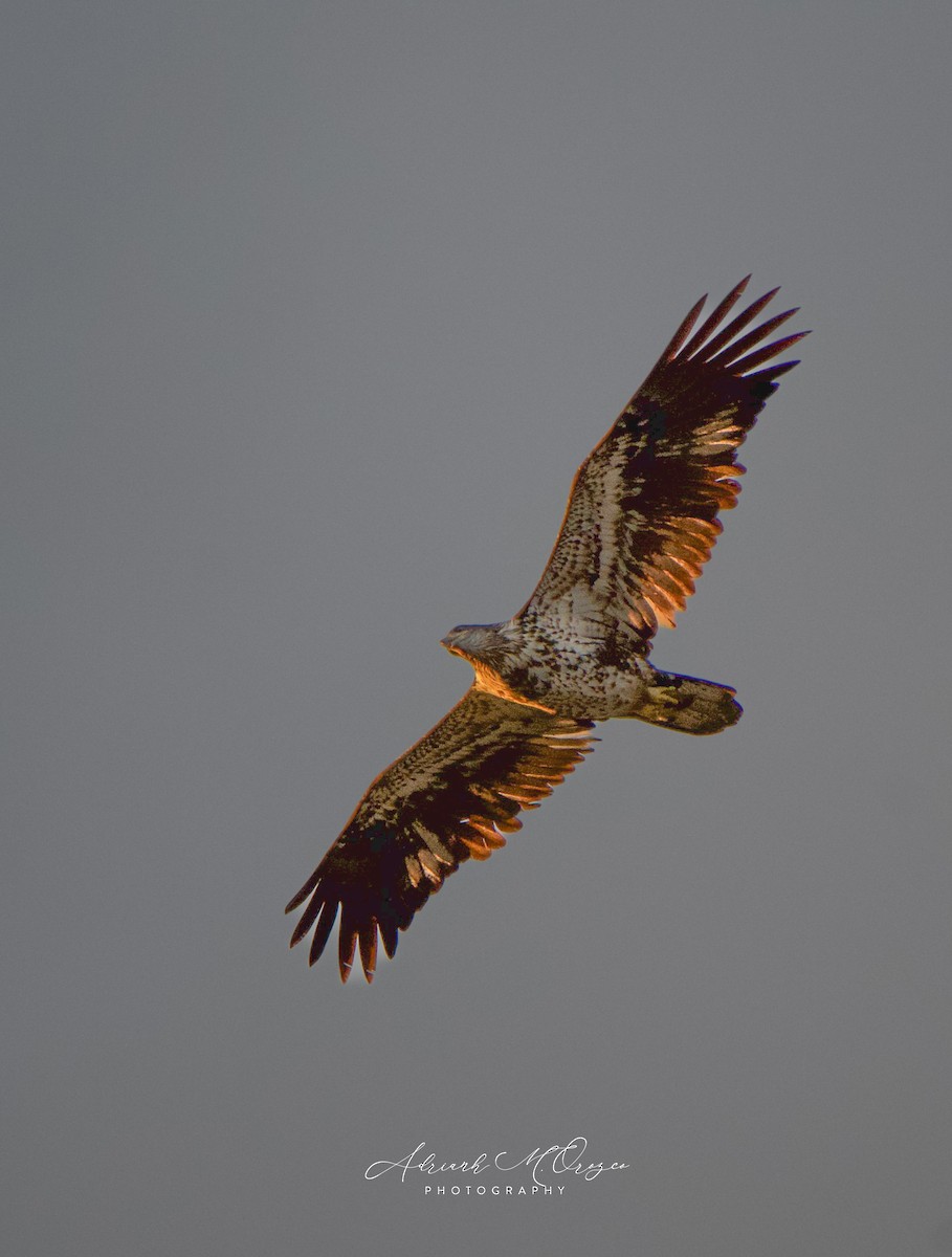 ハクトウワシ - ML645826565