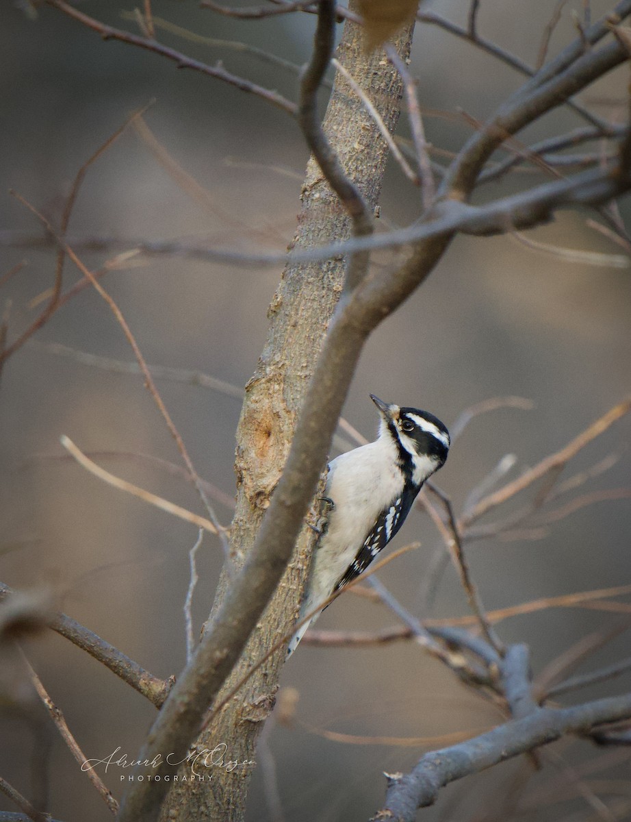 Downy Woodpecker - ML645826572