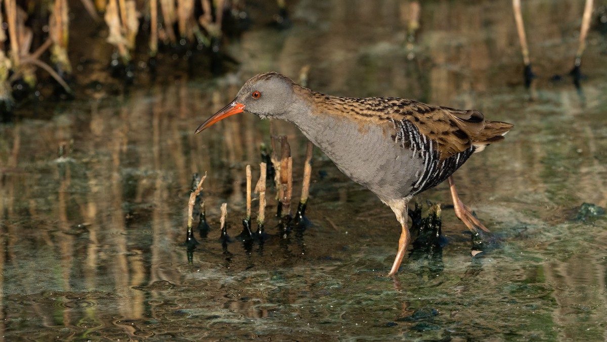 Sukılavuzu - ML645826579