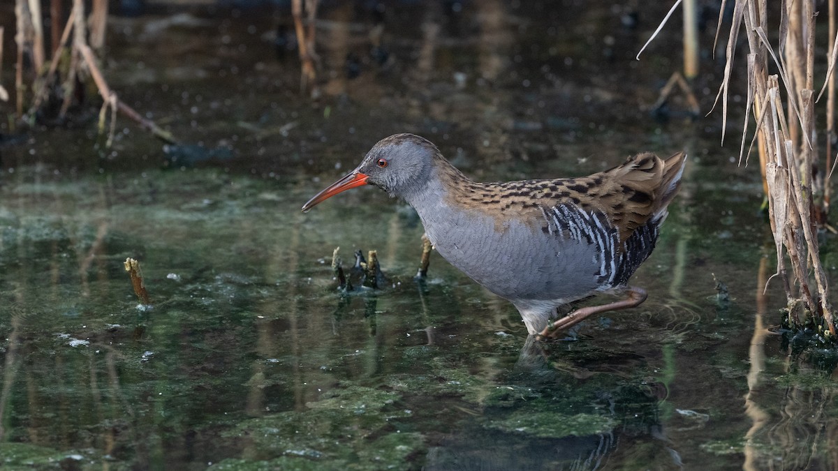 Sukılavuzu - ML645826580