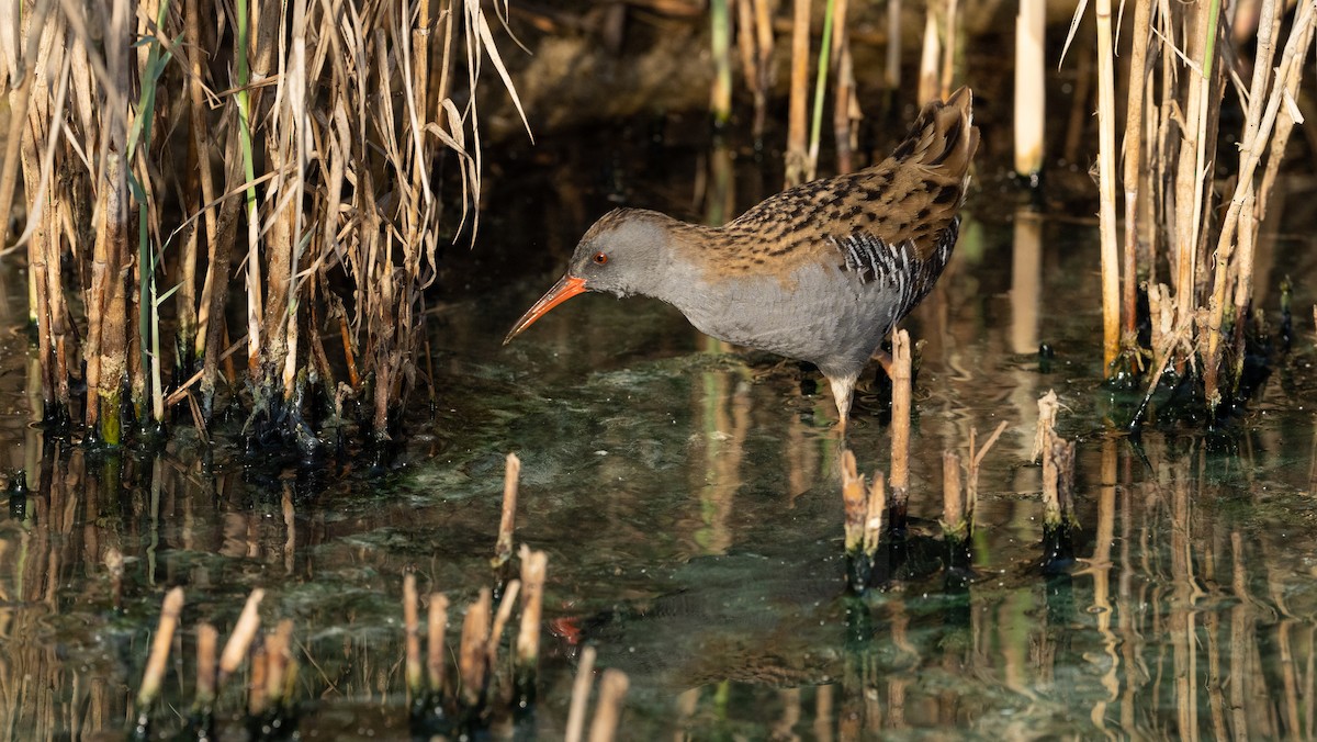 Sukılavuzu - ML645826581