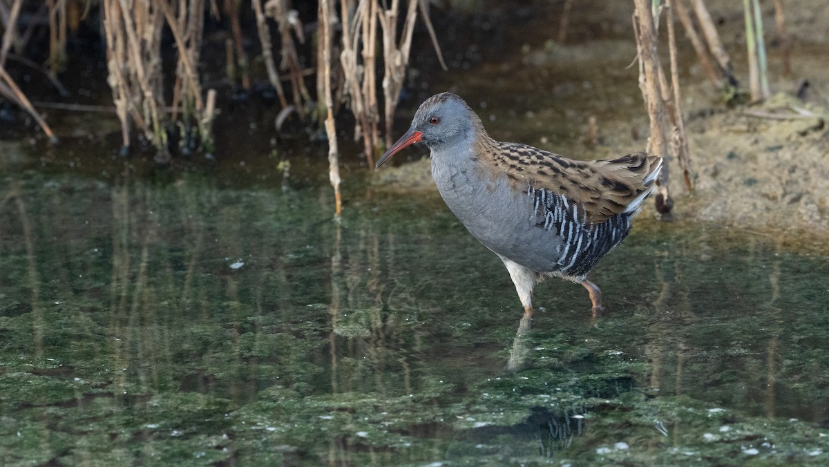 Sukılavuzu - ML645826582