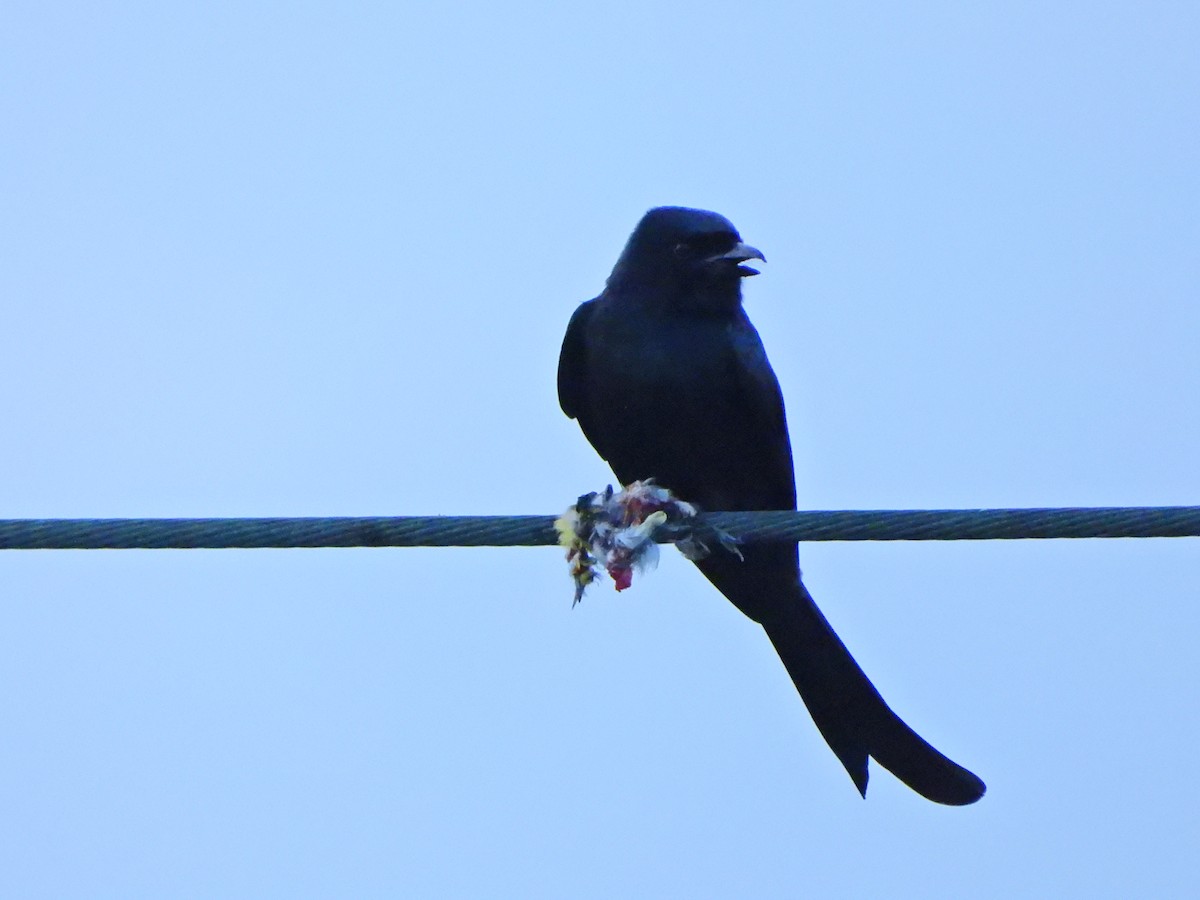 Black Drongo - ML645826584