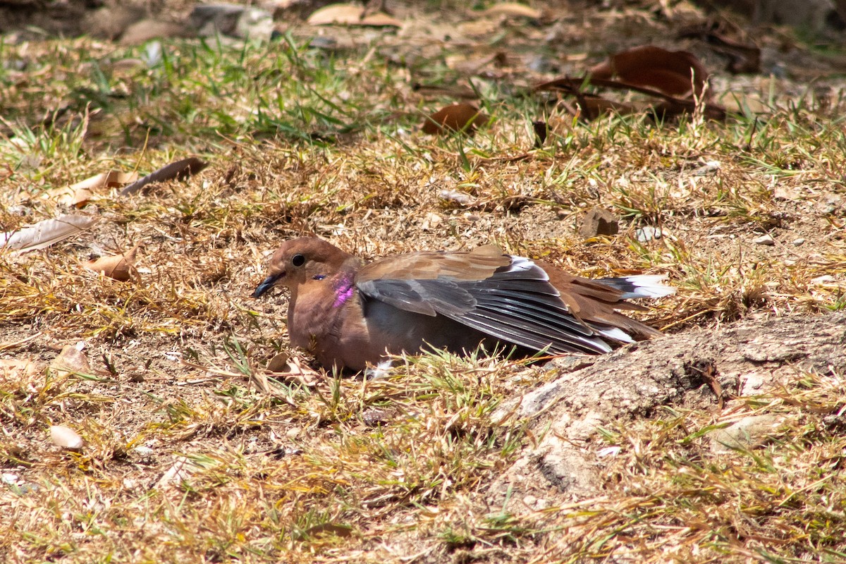 Zenaida Dove - ML645826585