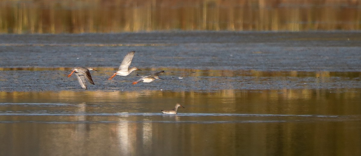 Spotted Redshank - ML645826587