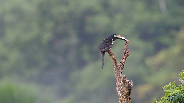 Çift Kuşaklı Arasari - ML645826588