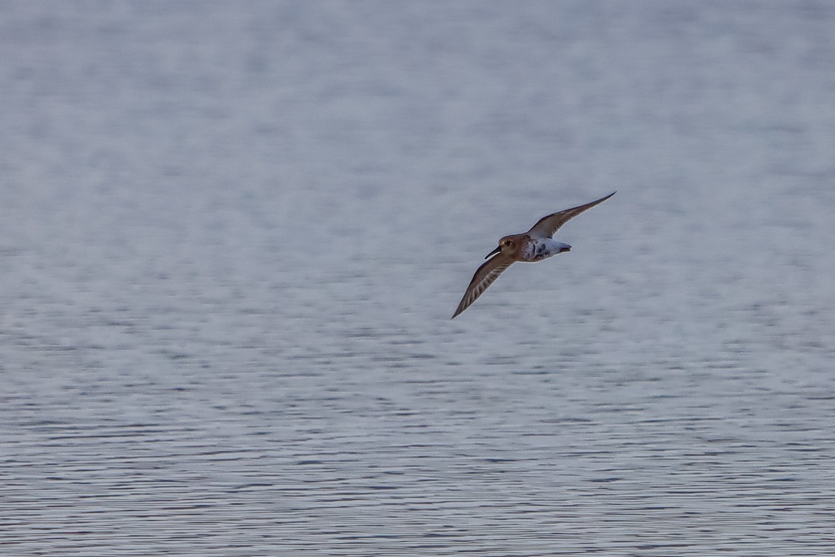 Dunlin - ML645826592