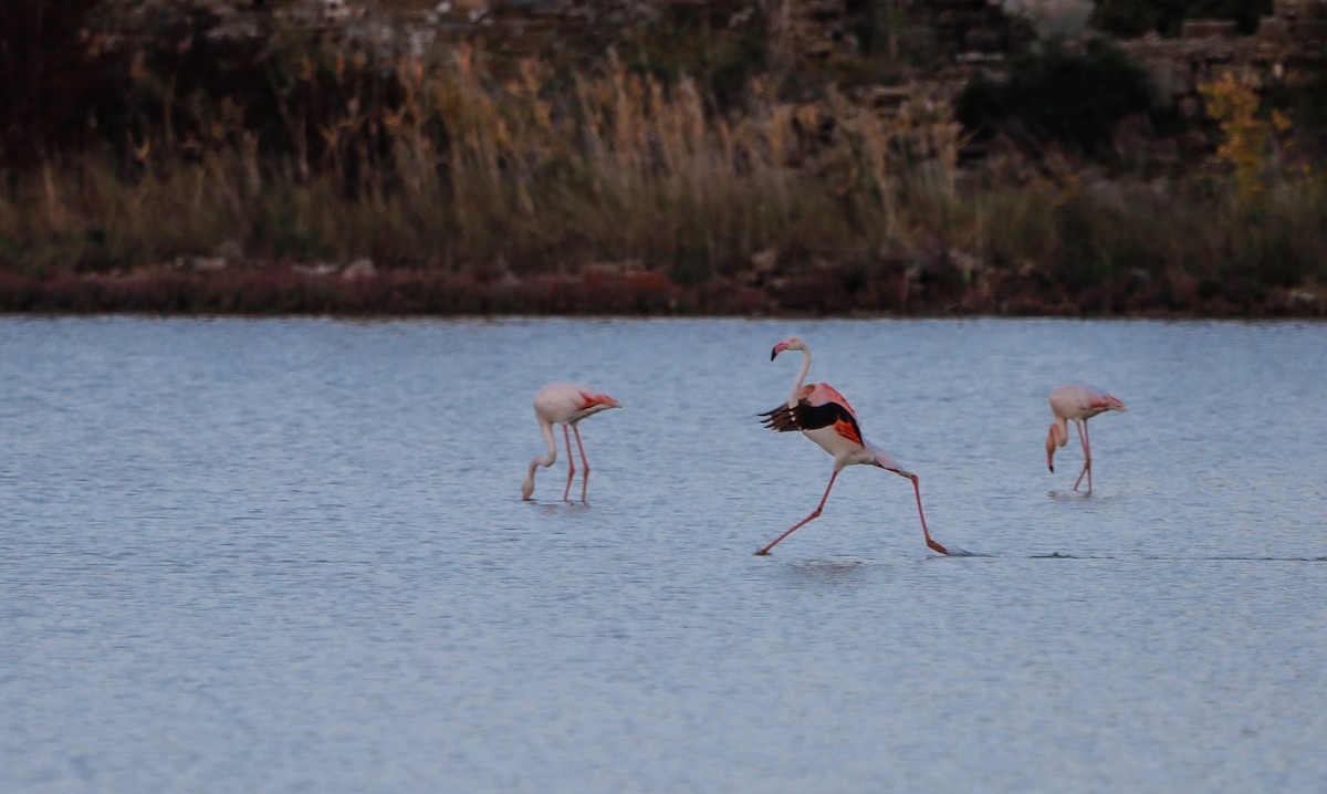 Greater Flamingo - ML645826598