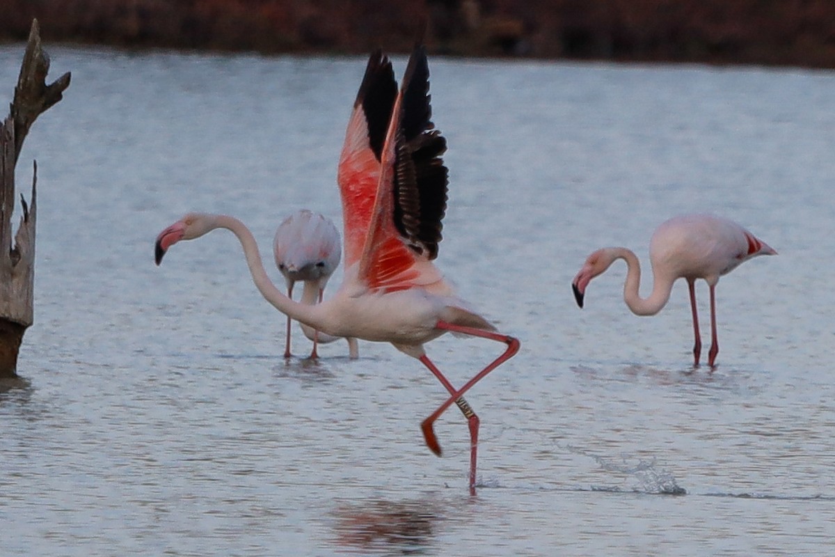 Greater Flamingo - ML645826599