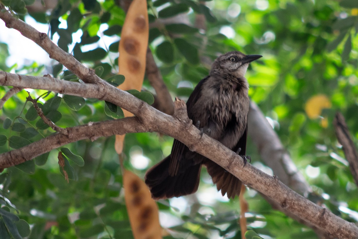 Carib Grackle - ML645826603