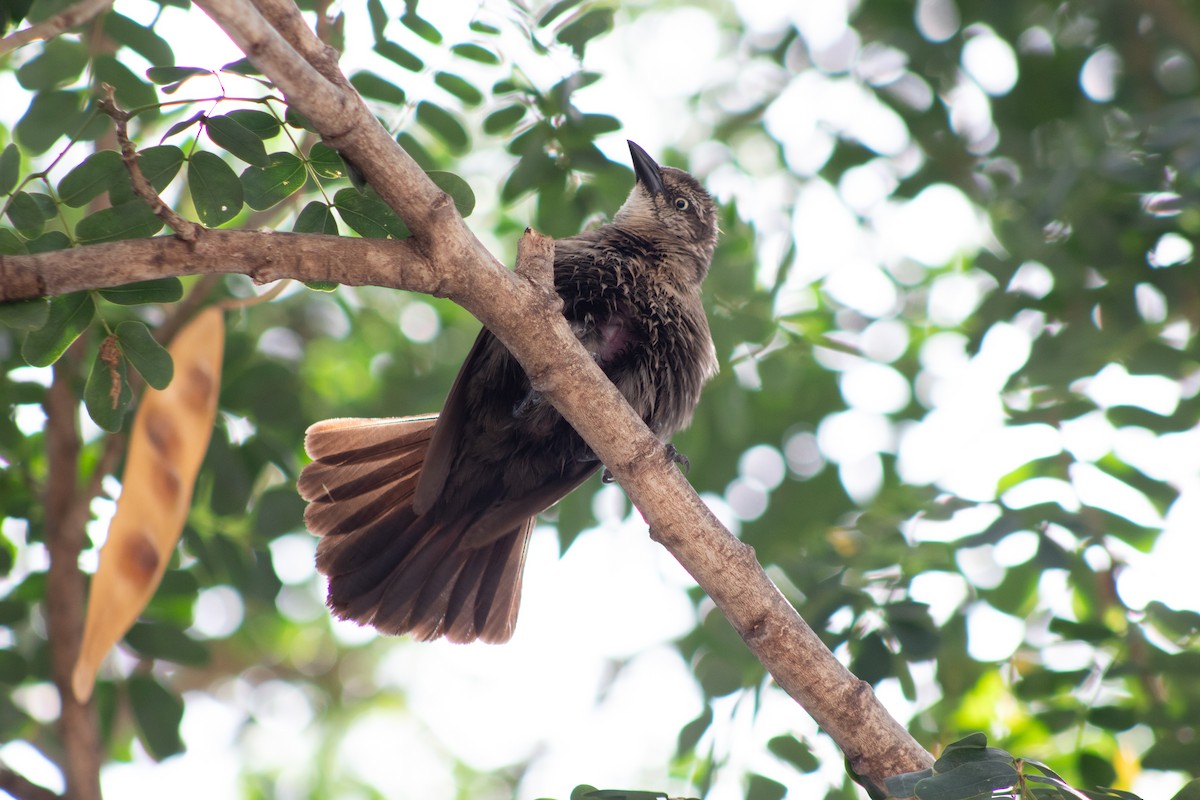 Carib Grackle - ML645826604