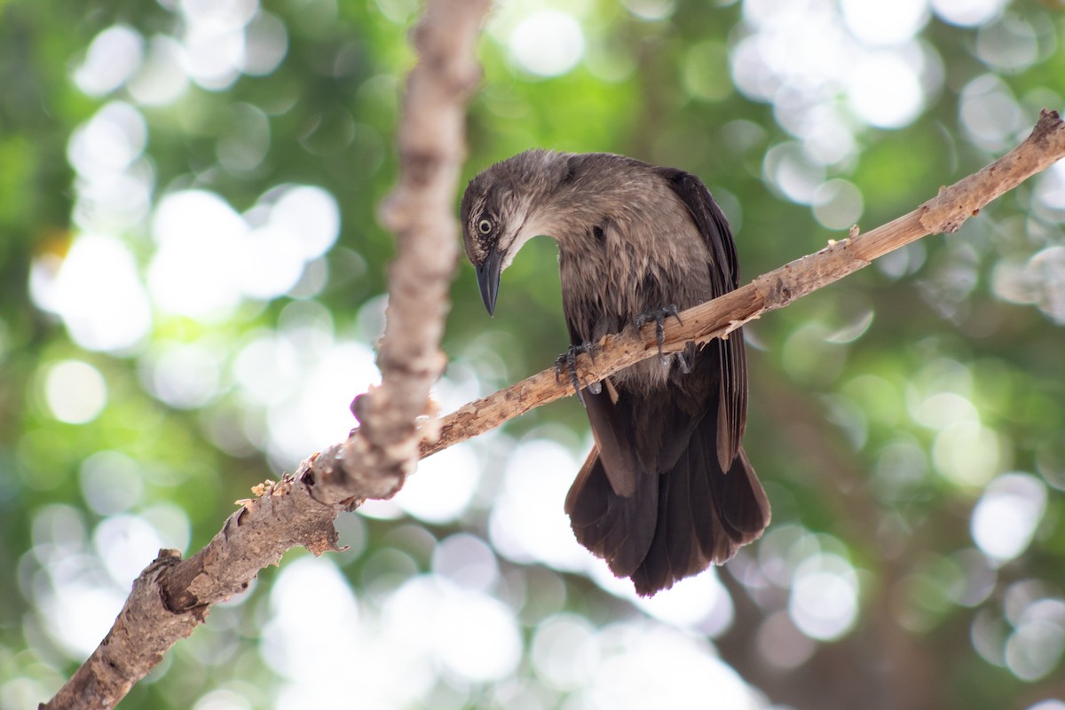 Carib Grackle - ML645826605