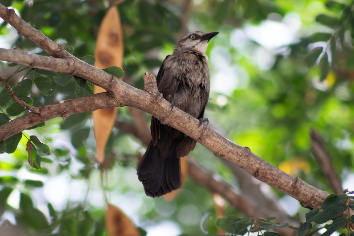 Carib Grackle - ML645826606