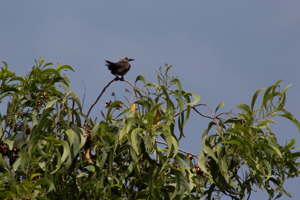 Carib Grackle - ML645826607