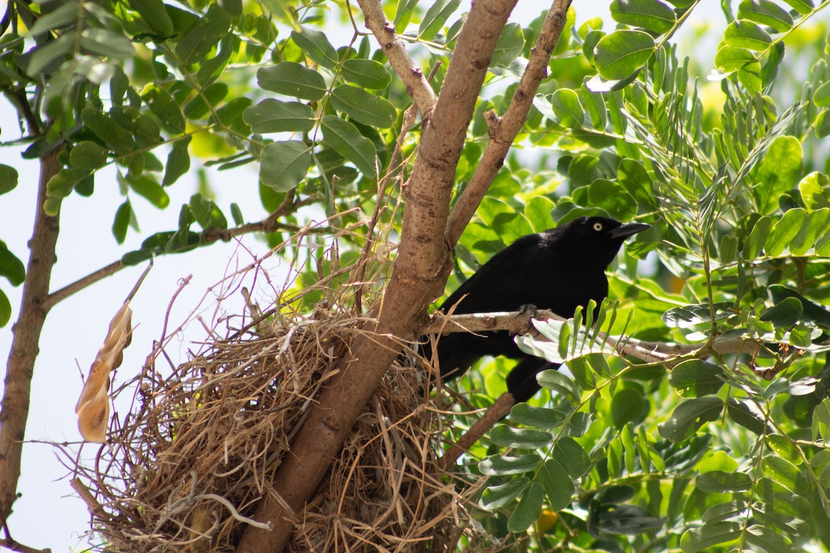 Carib Grackle - ML645826608