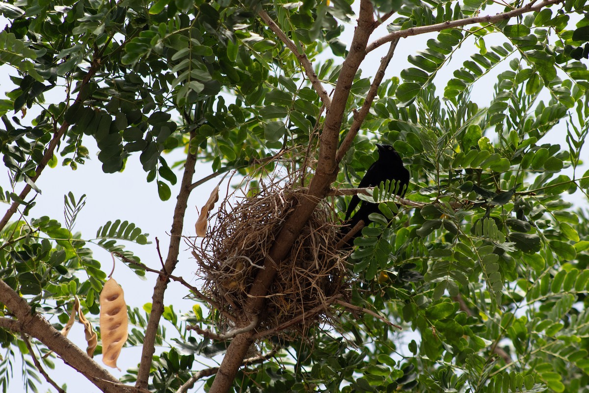 Carib Grackle - ML645826609