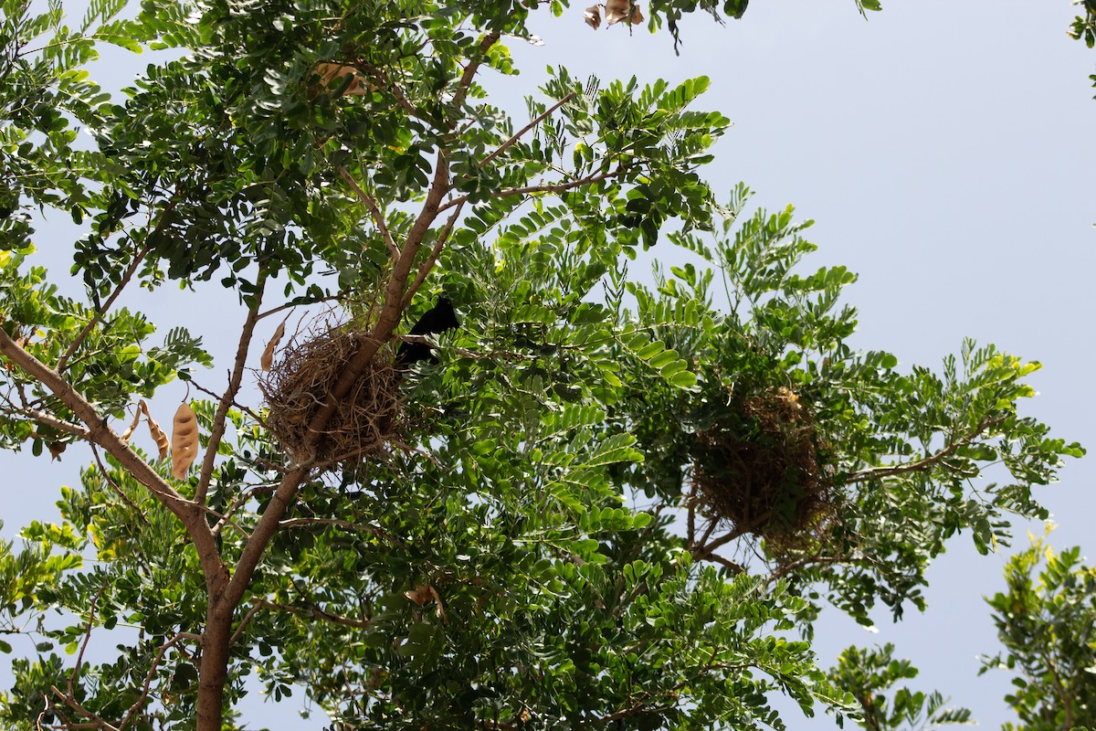 Carib Grackle - ML645826610