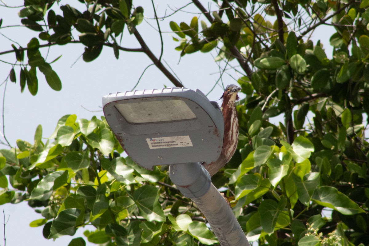 Green Heron - ML645826615