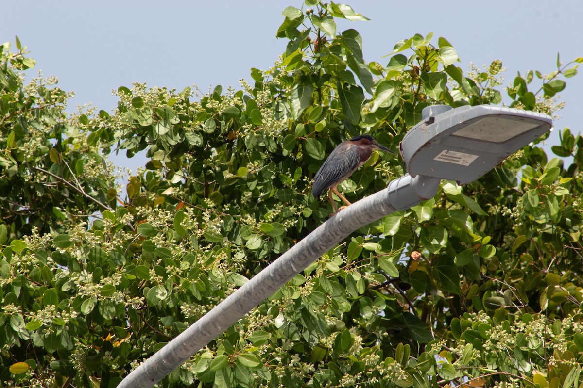 Green Heron - ML645826616