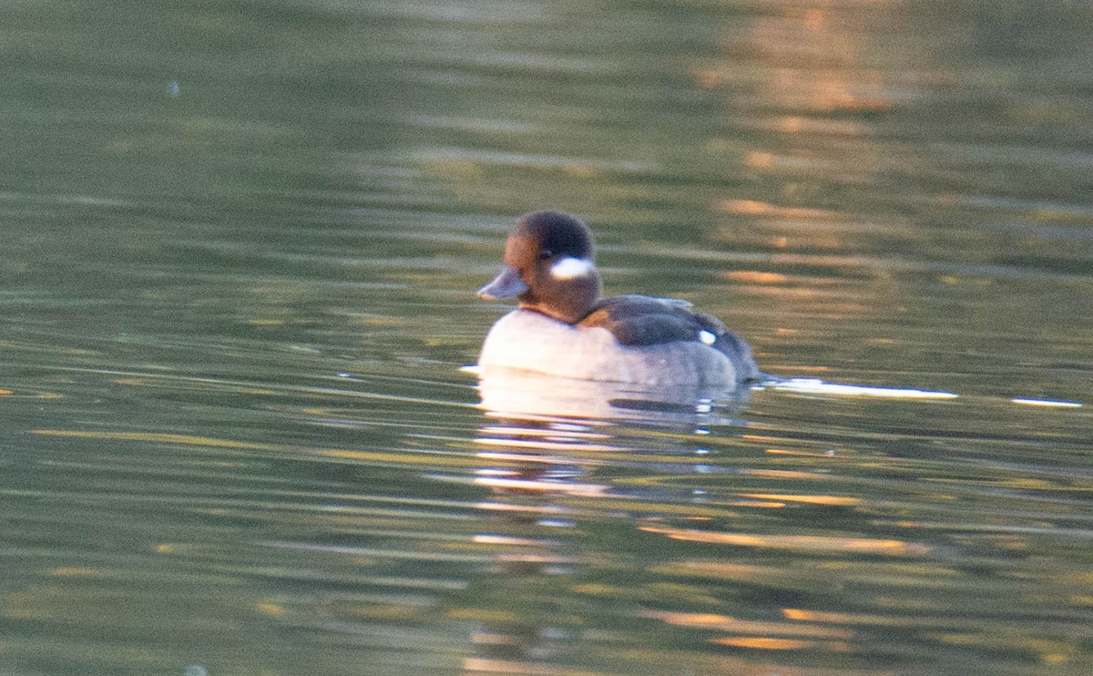 Гоголь-головастик - ML645826622