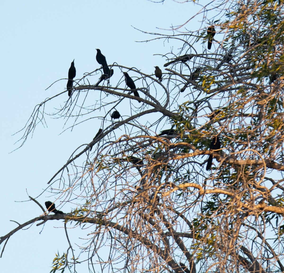 Great-tailed Grackle - ML645826630