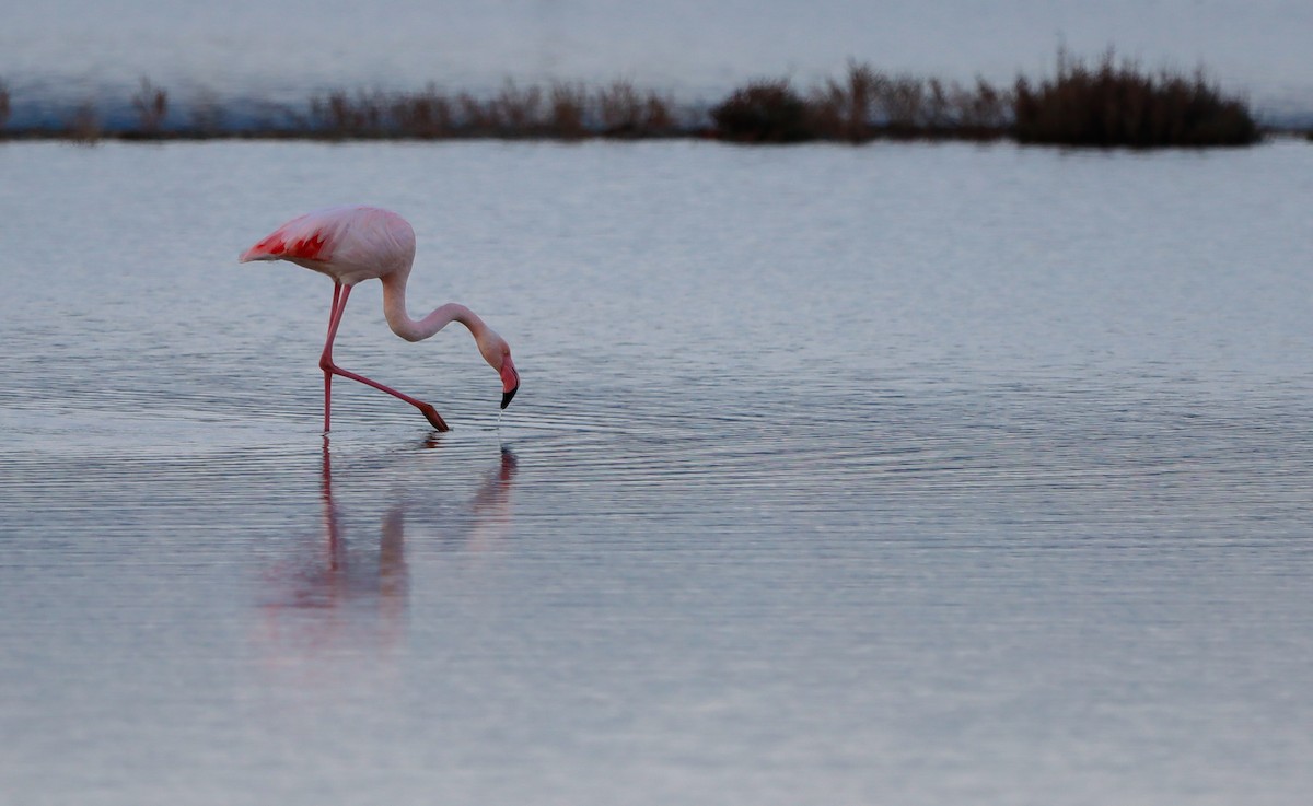 Greater Flamingo - ML645826632