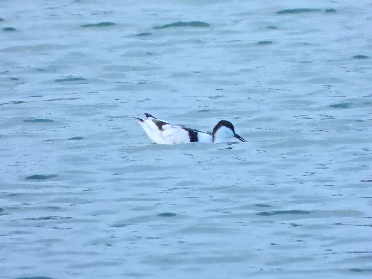 Pied Avocet - ML645826639