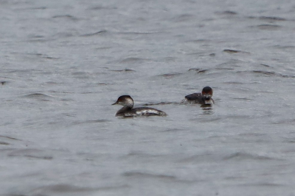 Eared Grebe - ML645826640