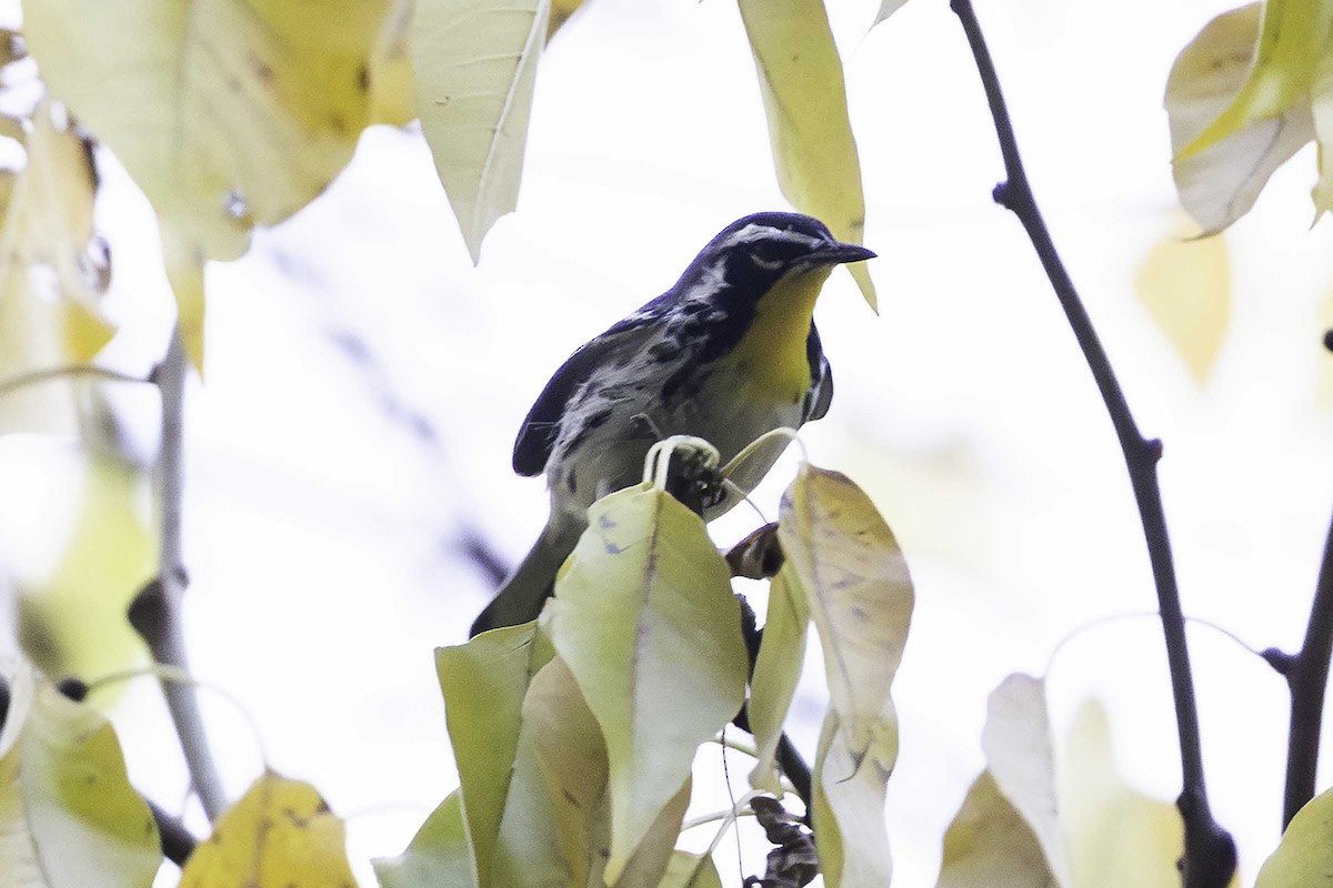 Yellow-throated Warbler - ML645826641
