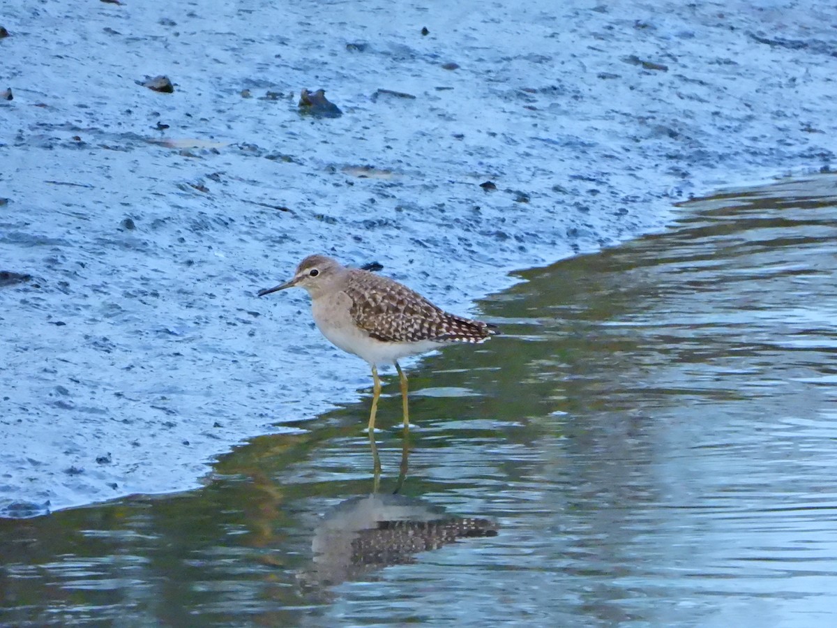 Wood Sandpiper - ML645826642