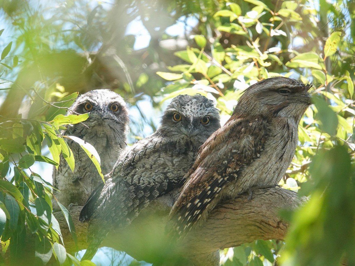 Tawny Frogmouth - ML645826646