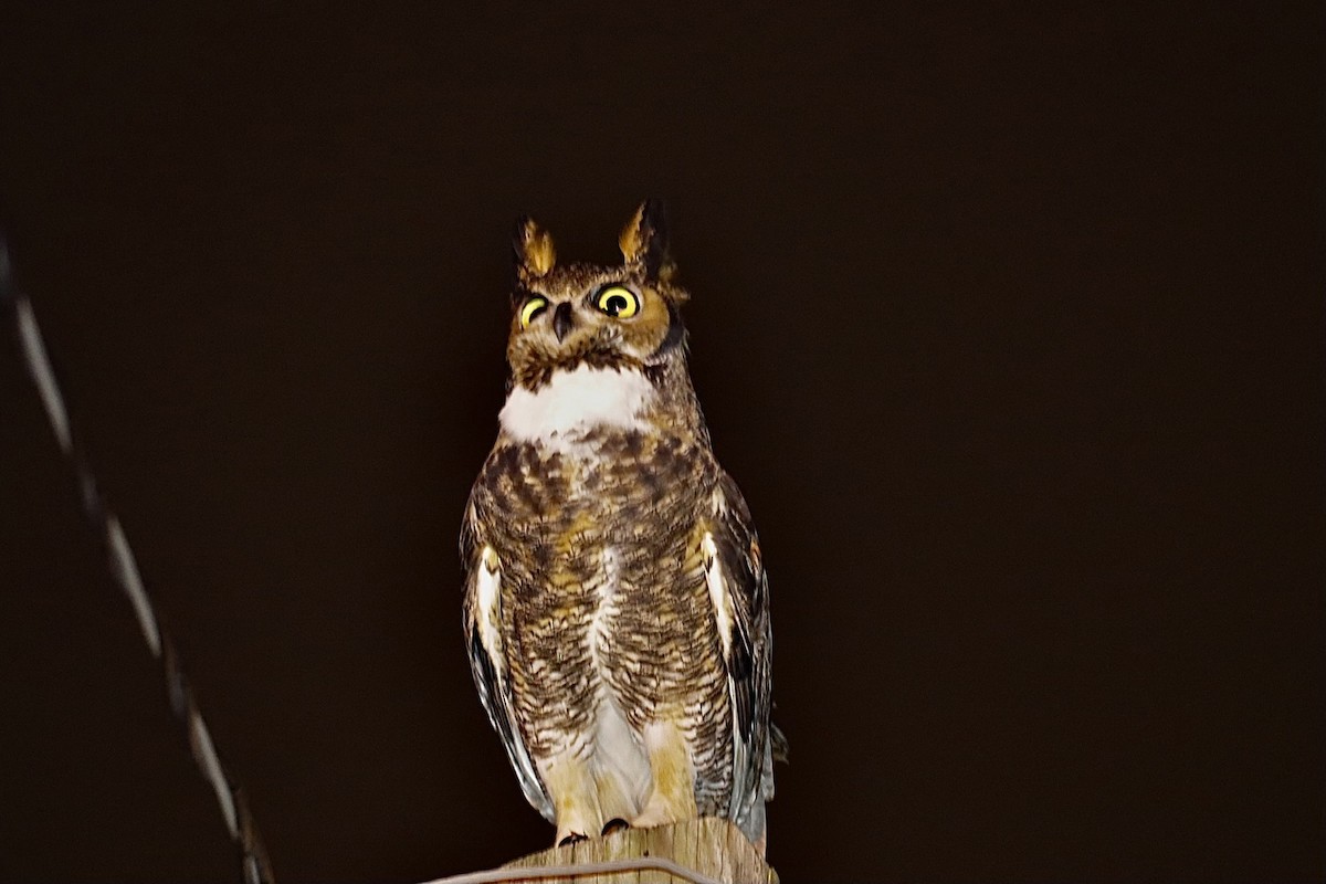 Пугач віргінський - ML645826647