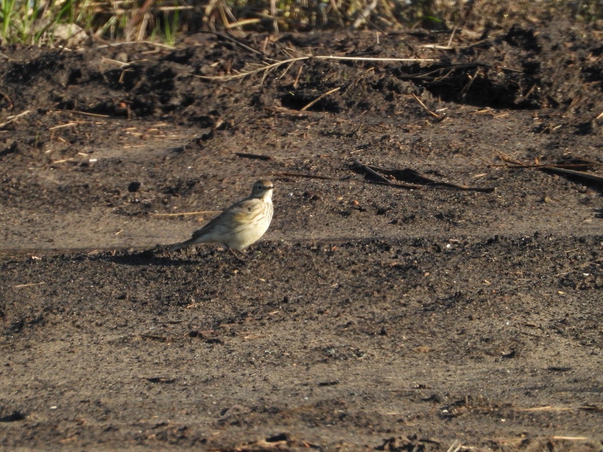 Щеврик американський - ML645826649