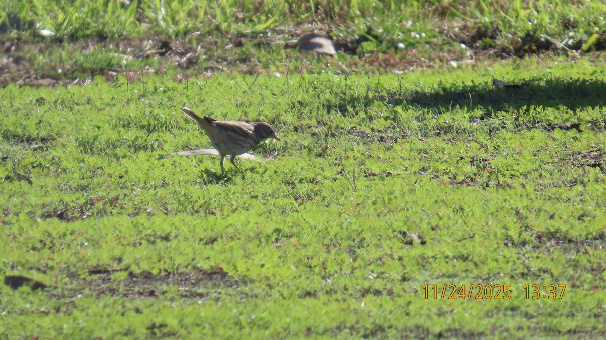 Щеврик американський - ML645826650