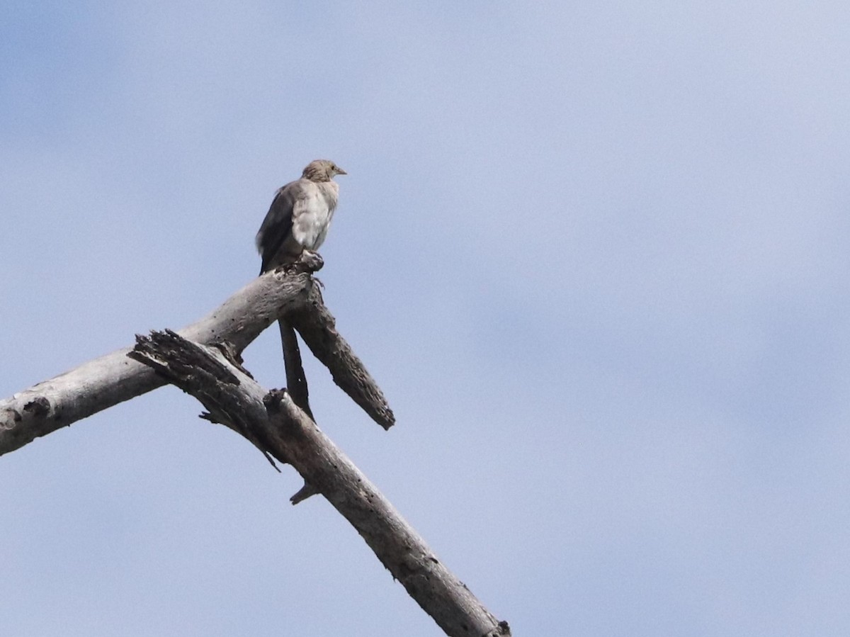 Шпак жовтоголовий - ML645826651