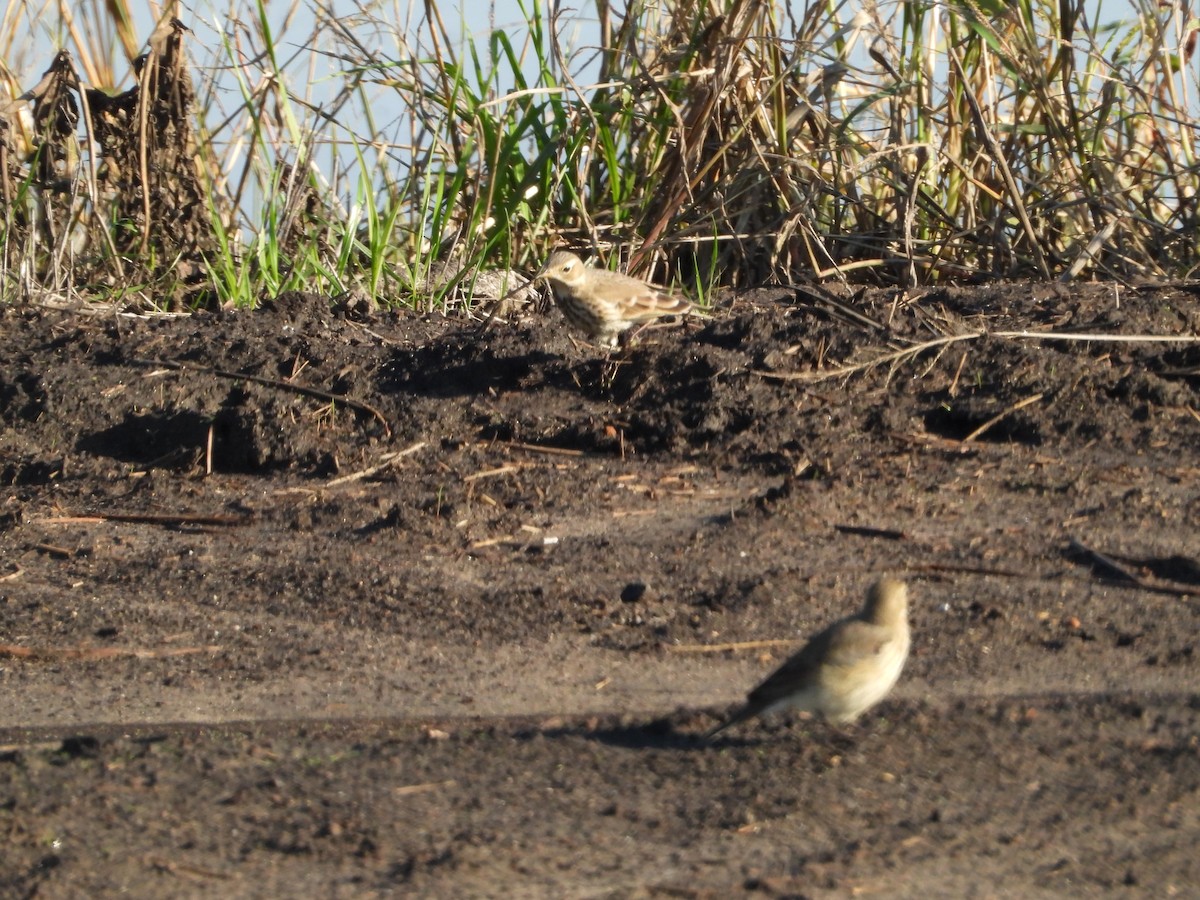 Щеврик американський - ML645826653