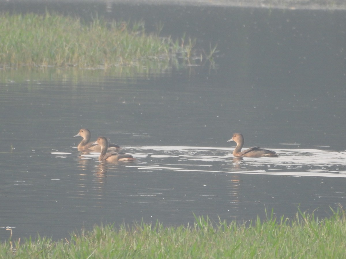 Свистач індійський - ML645826655