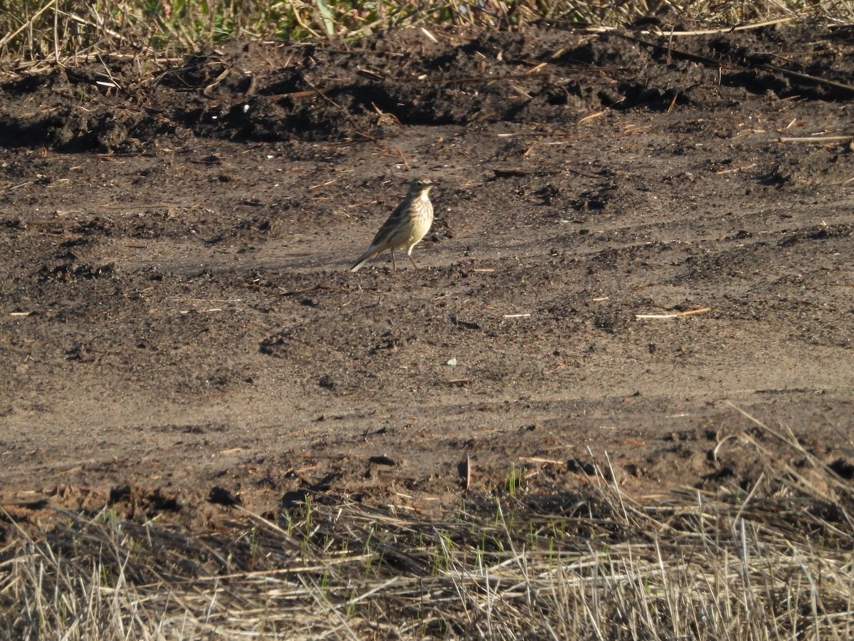 Щеврик американський - ML645826656