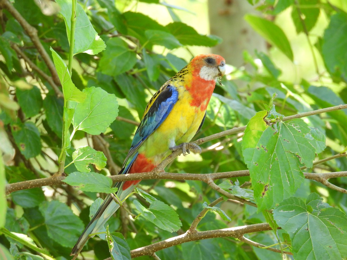 Розела білогорла - ML645826658